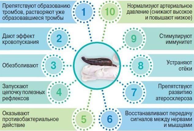 МЕХАНИЗМЫ ВОЗДЕЙСТВИЯ ПИЯВКИ НА ОРГАНИМ в Иркутске