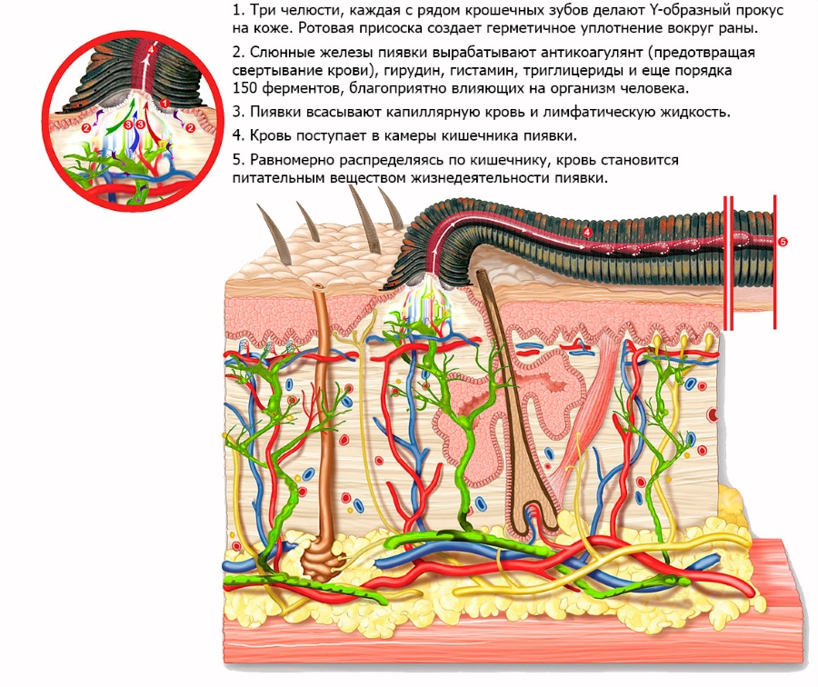 СХЕМА ВОЗДЕЙСТВ� Я П� ЯВК� в Петербурге